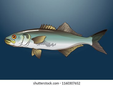 Bluefish Sea Fish