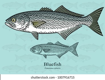 define bluefish