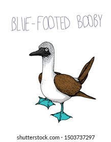 Blue  footed Booby