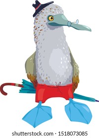 Blue  footed booby