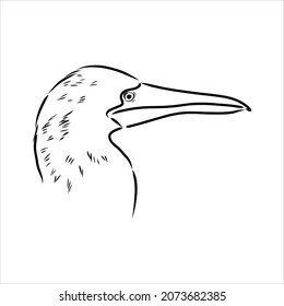 The blue-footed booby Line drawing. Black and white illustration. Vector.