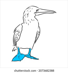 The blue-footed booby Line drawing. Black and white illustration. Vector.