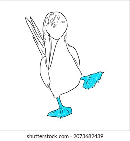 The blue  footed