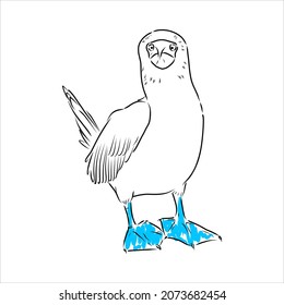 The blue-footed booby Line drawing. Black and white illustration. Vector.