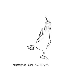 The blue-footed booby (Sula nebouxii). Line drawing. Black and white illustration. Vector.