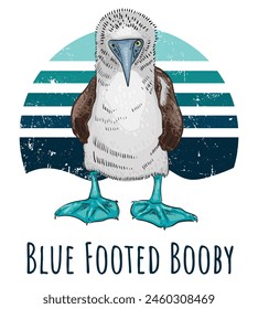 Blue-footed booby. Tropical seabird with bright blue legs. Vector illustration on vintage background.