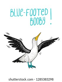 blue-footed booby vector