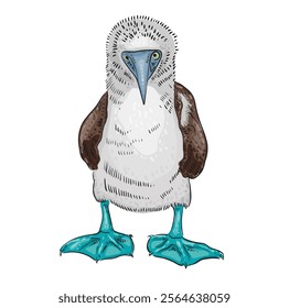 Blue-footed seabird gannet. It lives on rocks. It looks at the viewer. Hand-drawn in the style of engraving with color filling. Bird with blue feet.