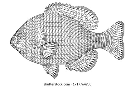 Bluegill fish polygonal lines illustration. Abstract vector fish on the white background