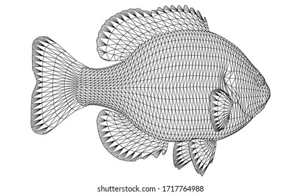 Bluegill fish polygonal lines illustration. Abstract vector fish on the white background