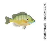 bluegill fish vector drawing illustration