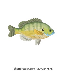 Bluegill Fish Vector Drawing Illustration Stock Vector (Royalty Free ...