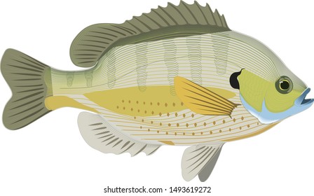 Bluegill Fish Vector  Sunfish Nature Colorful