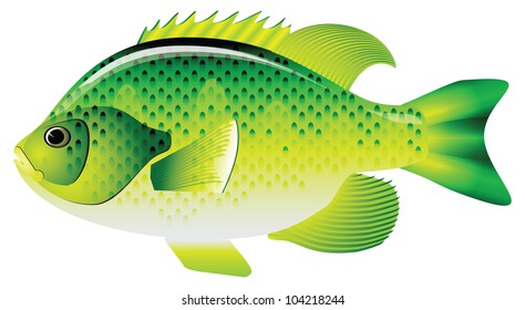 Bluegill inhabit the rivers of many countries. Vector illustration.