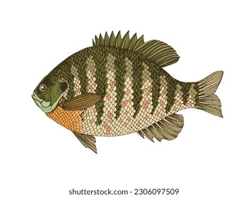 Bluegill sunfish. Fresh water fish 