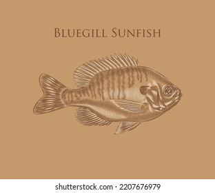 Bluegill Sunfish illustration with details and highlights.