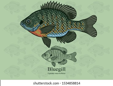 Bluegill, Sunfish. Vector illustration with refined details and optimized stroke that allows the image to be used in small sizes (in packaging design, decoration, educational graphics, etc.)
