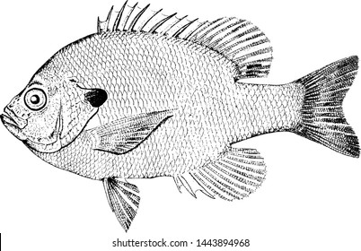 Bluegill Sunfish, vintage engraved illustration.