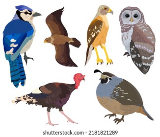 Bluejay, golden eagle, barn owl, turkey, pheasant, hawk bird vector illustrations isolated. Birds of prey vector.