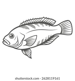 Blueline Tilefish Outline Illustration, Caulolatilus microps