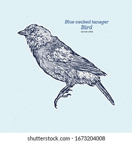 The blue-necked tanager is a species of bird in the family Thraupidae. Hand draw sketch vector.