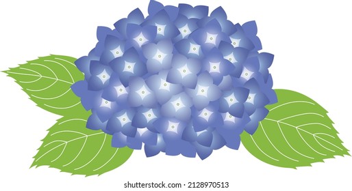 A Blue-purple hydrangea :a deciduous shrub whose country of origin is Japan, China, Taiwan and North America.