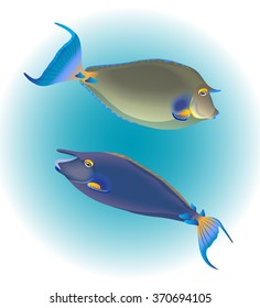 Bluespine unicornfish. Vector illustration