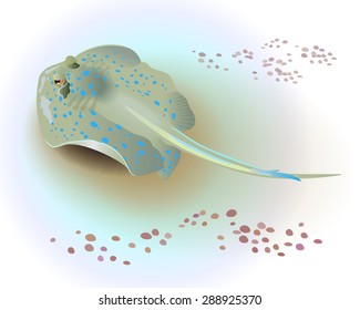 Bluespotted ribbontail ray resting on sea floor. Vector illustration.