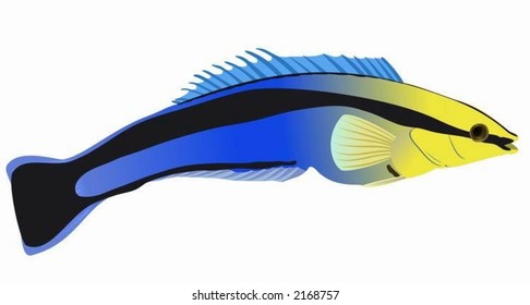 Bluestreak Cleaner Wrasse