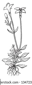 The Bluet plant leaves are arranged in alternate them growing in below. Flowers have four petals they are very small, vintage line drawing or engraving illustration.