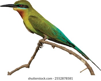 The blue-tailed bee-eater (Merops philippinus) is a near passerine bird on the branch.