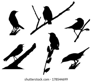 Bluethroat on the branch silhouette