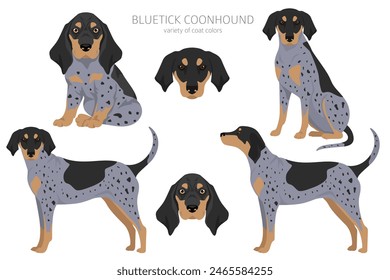 Bluetick coonhound clipart. Different coat colors and poses set.  Vector illustration