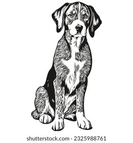 Bluetick Coonhound dog engraved vector portrait, face cartoon vintage drawing in black and white realistic breed pet