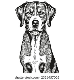 Bluetick Coonhound dog line illustration, black and white ink sketch face portrait in vector sketch drawing