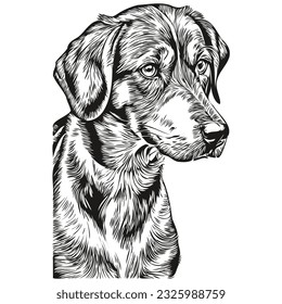 Bluetick Coonhound dog pet sketch illustration, black and white engraving vector realistic breed pet