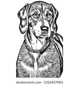 Bluetick Coonhound dog vector graphics, hand drawn pencil animal line illustration realistic breed pet