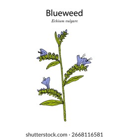 Blueweed or vipers bugloss (Echium vulgare), medicinal and ornamental plant. Hand drawn botanical vector illustration