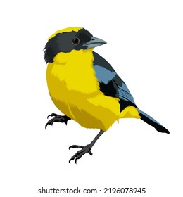 Blue-winged mountain tanager bird vector illustration