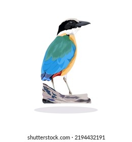 Blue-winged Pitta Bird bird vector illustration