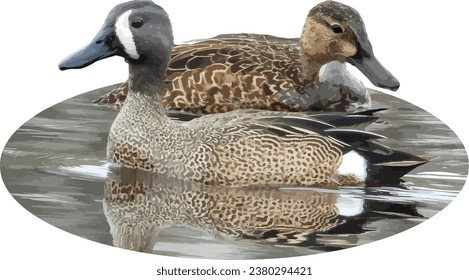 Blue-winged Teal (Spatula discors) Male and Female Duck Couple