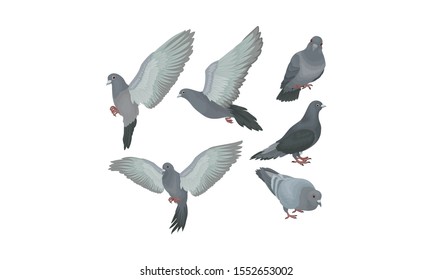 Bluish Grey Pigeons In Motions Vector Illustration Set