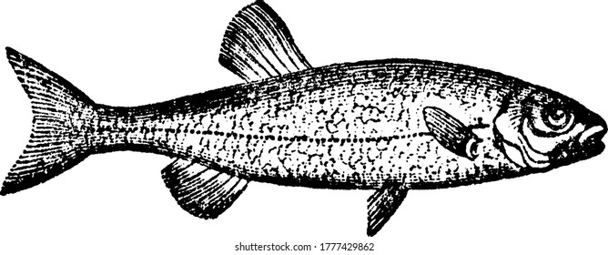 It is bluish-black on the upper parts, of the body, passing in to silver white on the belly; the cheeks and gill-covers rich golden yellow. They rarely attain a weight exceeding 5 lbs, vintage