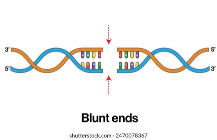 Blunt DNA End After Cleavage Illustrated on White Background.