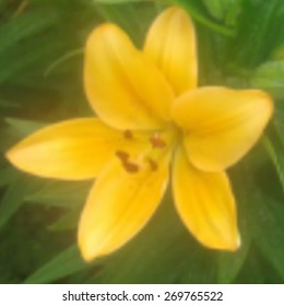 Blur abstract background. Blurred image beautiful flower.