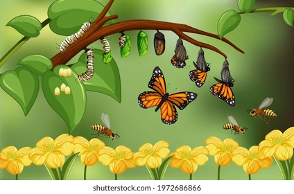 Blured nature background with life cycle of butterfly illustration