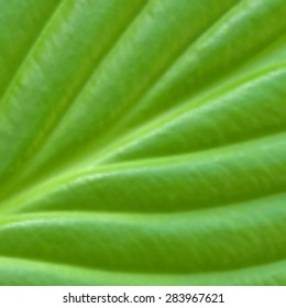 Blurred background green leaf closeup. EPS10 Vector illustration.