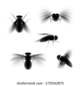 Blurred Fly Silhouette Isolated On White, Black Fly In Flight And Sitting Still From Various Angles Of View, A Set Of Unfocused Vector Illustrations Of Pest Insect