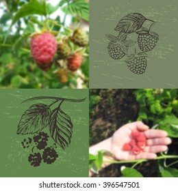 Blurred photo backgrounds and ink hand drawn raspberries collection