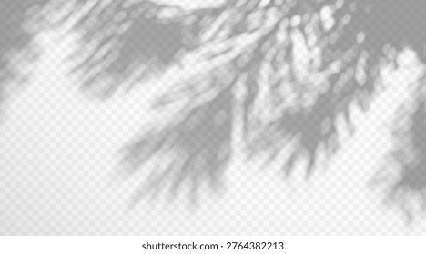 Blurred pine tree foliage shadow overlay isolated on transparent background. Soft conifer branch silhouette with diffused sunlight effect. Natural gobo pattern